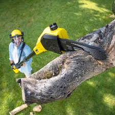 How Our Tree Care Process Works  in  Morton, IL